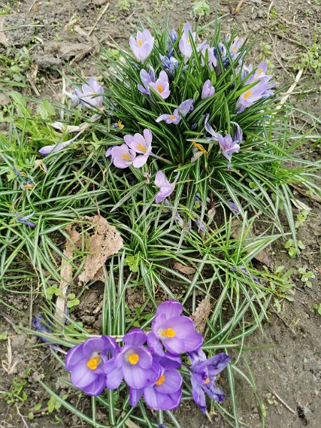 Die ersten Frühlingsboten: Lila Krokusse