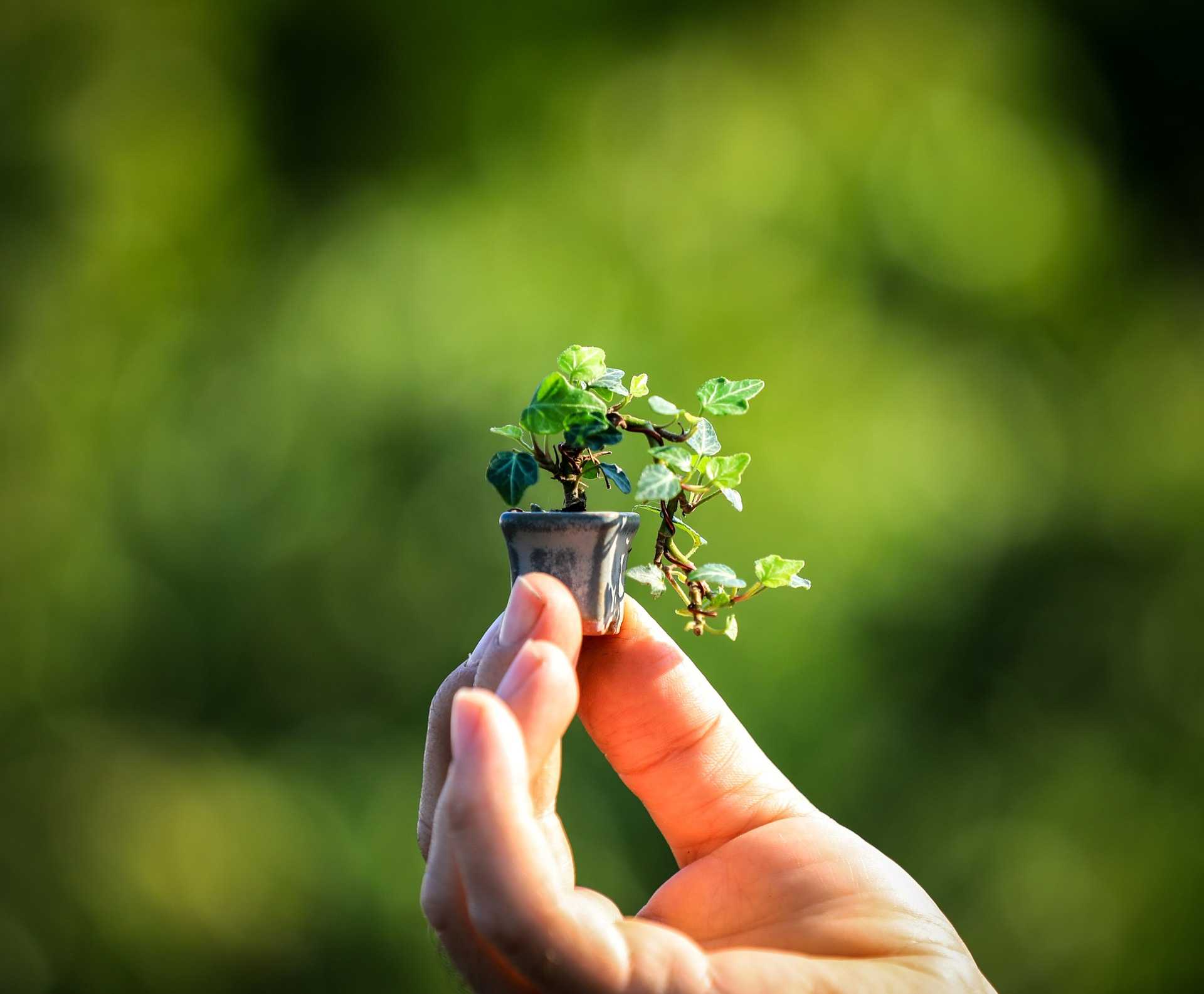 Kleine Bonsai