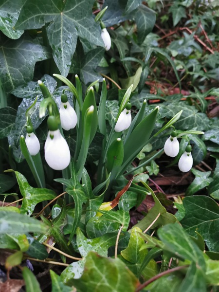 Schneegloeckchen